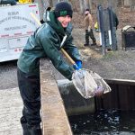 DNR Trout Stocking Clinton and Huron River