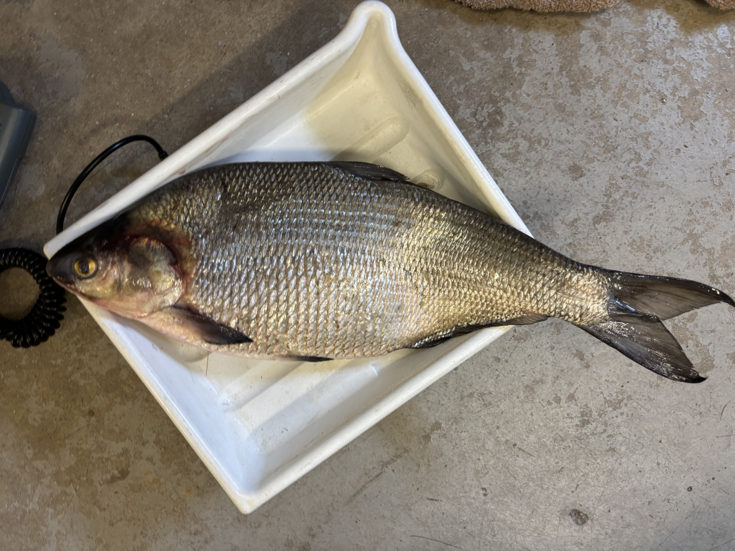 Gizzard Shad